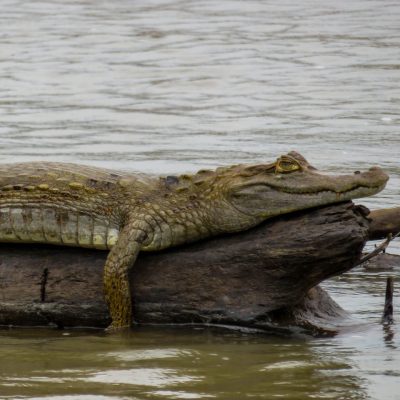 Búsqueda de Caimanes